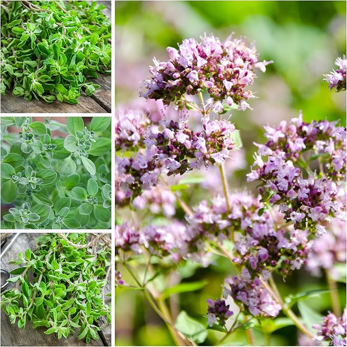 Seed Needs Sweet Marjoram & Thyme Seeds for Planting Fresh Kitchen Herbs - Non-GMO Heirloom & Untreated Perennial Herb Seed to Plant a Culinary Garden Indoors or Outdoors (2 Packs)