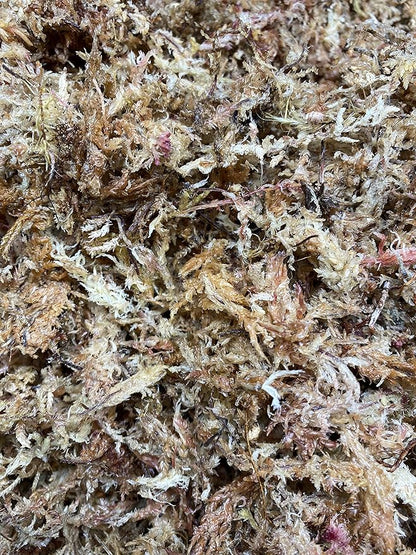 Peruvian Sphagnum Moss by Orchid Nerd ™ (Peruvian Sphagnum Moss, 500 Grams)