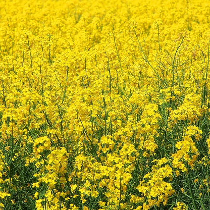 Outsidepride Yellow Mustard Seeds - 10000 Pcs Nutrient-Rich, Flavorful Annual Microgreen Seeds for Planting, Easy-to-Grow, Ideal for Indoor & Outdoor Cultivation, Soil & Hydroponic Systems