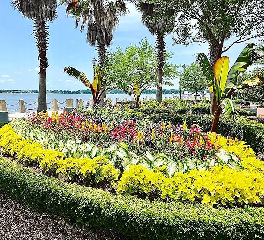 Nelson - Trees, Shrubs, & Evergreens Plant Food for In-Ground, Containers, & Patios, Granular Fertilizer, NutriStar 21-6-8 (15 lb.)