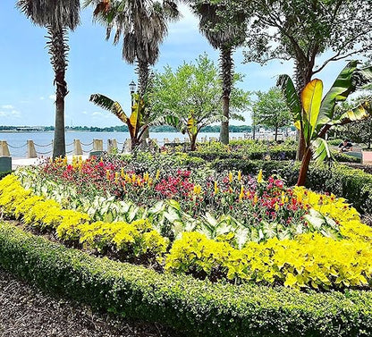 Nelson - Trees, Shrubs, & Evergreens Plant Food for In-Ground, Containers, & Patios, Granular Fertilizer, NutriStar 21-6-8 (25 lb.)