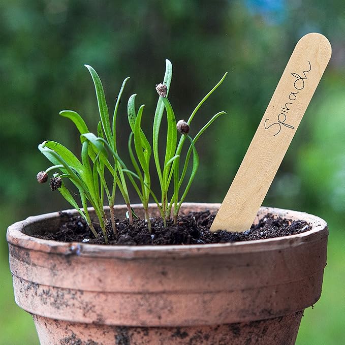 Plant Markers: 50 Wooden Plant Name Tags and Marker Pen – Plant Labels Wooden, Plant Tags, Seedling Labels – Gardening Name Tags, Garden Sign OwnGrown