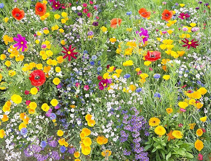Perennial Wildflower Seeds Package with 25 Different Varieties 100,000 Seeds, Hummingbird and Butterfly Garden, Popular Perennial Flower, Non-GMO Wildflower Mix for Your Garden