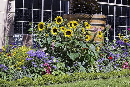 Dwarf Sunflower Seeds for Planting Grow Kit - Seeds - Peat Pots - Soil Pods!
