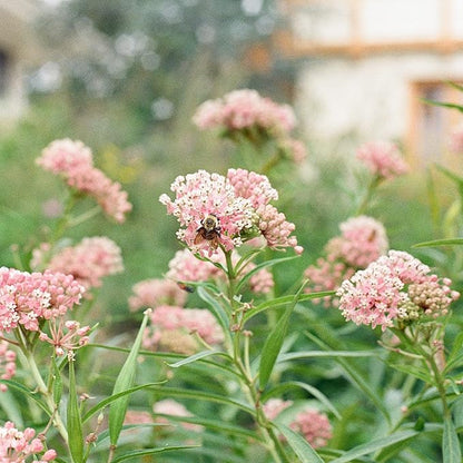 Sereniseed Milkweed Seed Collection (5-Pack)