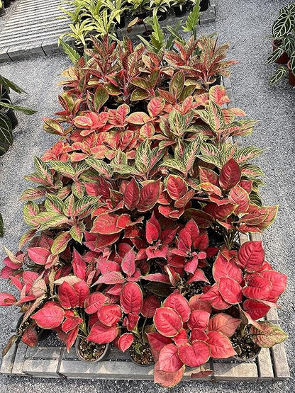 Peter’s 20-20-20. 1/2 Pound. General Purpose Water Soluble Fertilizer with Micro Nutrients.