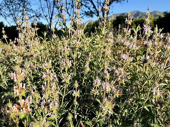 Plant Good Seed Organic Black Sage Seeds for Planting: California Native Plant, Aromatic Dark Green Leaves - 100 Seed Packet