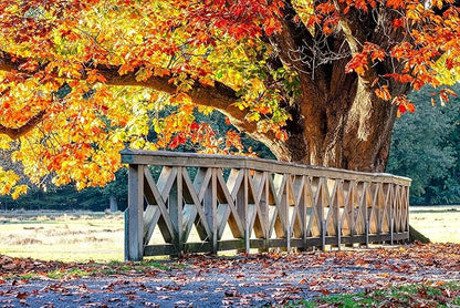 TomorrowSeeds - Red Oak Tree Seeds - 5+ Count - for 2026 Planting Quercus Rubra Borealis American Leaf Purple Maple Northern Virginia Birch Beech Acorn Landscape Trees Perennial Grow Your Own Home