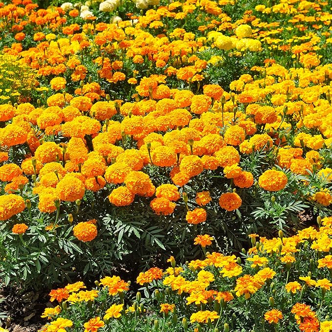 Park Seed Whopper Mix Marigold Flower Seeds – Giant 4-Inch Double Blooms in Yellow, Gold & Orange, Compact and Weather-Resistant Plants, Easy to Grow for Beds or Containers – Pack of 25
