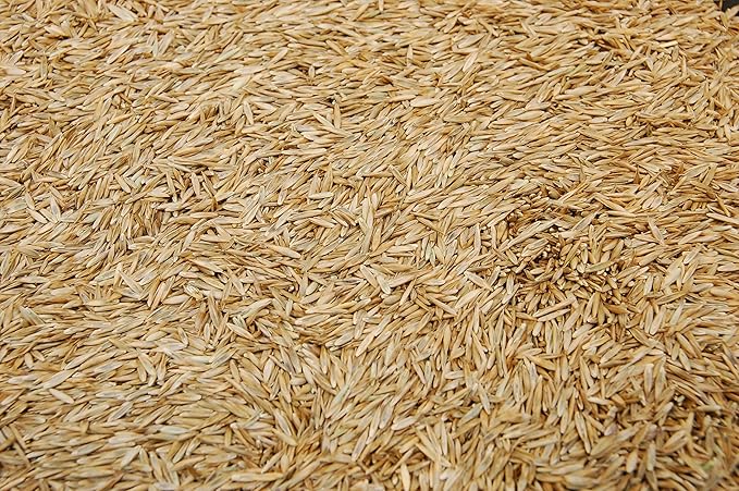 Kentucky 31 K31 Tall Fescue Grass Seed by Eretz - Choose Size! State Certified, No fillers, No Weed or Other Crop Seeds (25lbs)