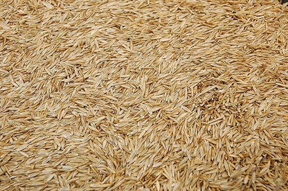 Kentucky 31 K31 Tall Fescue Grass Seed by Eretz - Choose Size! State Certified, No fillers, No Weed or Other Crop Seeds (5lbs)