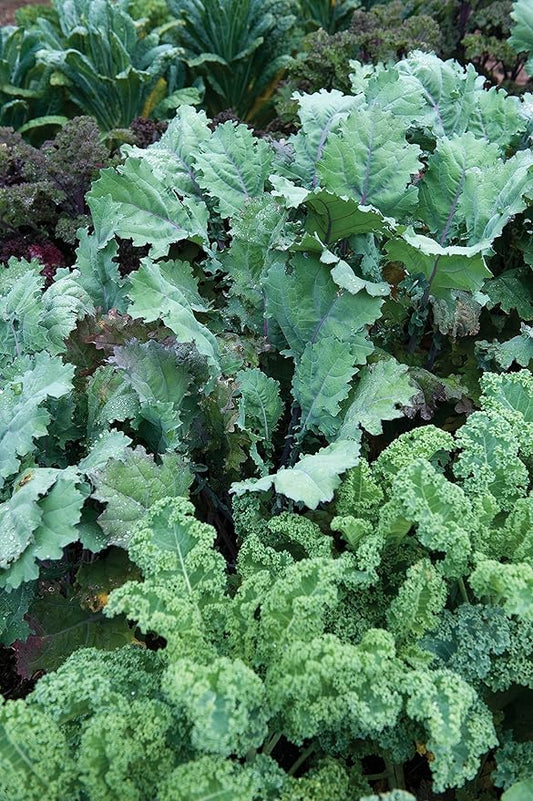 Burpee Wild Blend Kale Seeds 200 seeds