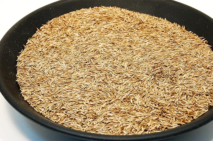 Kentucky 31 K31 Tall Fescue Grass Seed by Eretz - Choose Size! State Certified, No fillers, No Weed or Other Crop Seeds (5lbs)