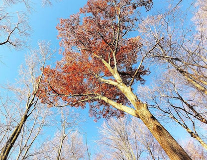 TomorrowSeeds - Red Oak Tree Seeds - 15+ Count - for 2026 Planting Quercus Rubra Borealis American Leaf Purple Maple Northern Virginia Birch Beech Acorn Landscape Trees Perennial Grow Your Own Home