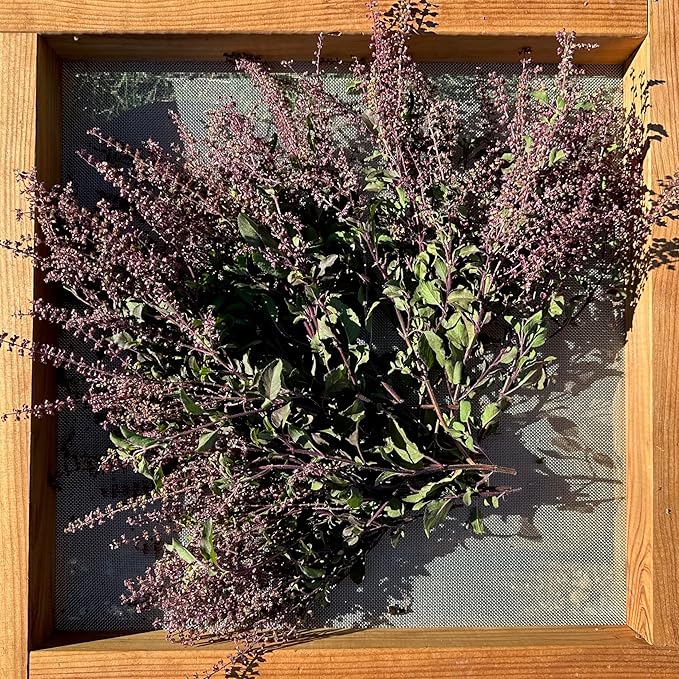 Plant Good Seed Rama Holy Basil Seeds for Planting: Traditional Tea Herb, Fragrant Purple Green Tulasi - 200 Seed Packet