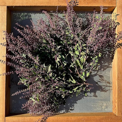 Plant Good Seed Rama Holy Basil Seeds for Planting: Traditional Tea Herb, Fragrant Purple Green Tulasi - 200 Seed Packet
