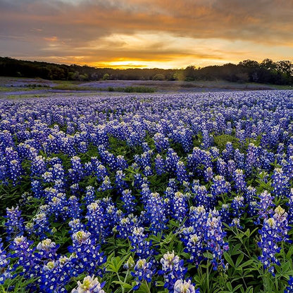 Outsidepride Texas Bluebonnet Seeds - 500 Pcs Annual Lupinus Texensis, Heirloom Quality, Drought-Tolerant Wildflower Seeds w/Blue Blooms for Vibrant Spring Displays, Landscape, & Attracts Pollinators