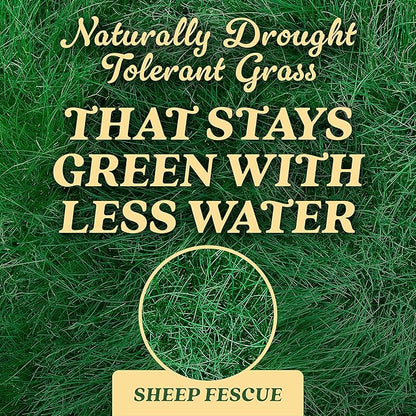 O.M. Scott and Sons Sheep Fescue Seed, Naturally Drought Tolerant Grass, Covers up to 300 sq. ft., 0.9 lb.