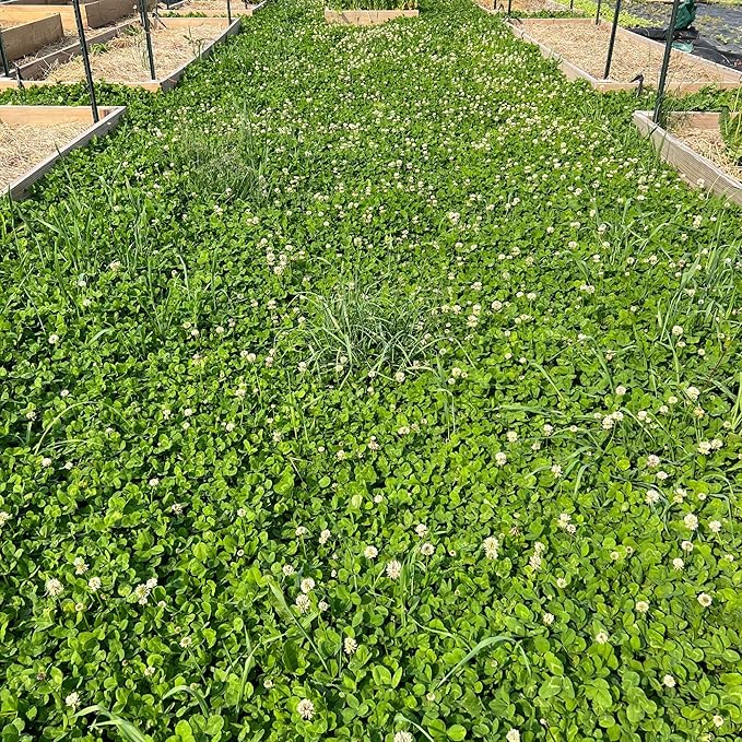 Micro Clover Seed for Lawn - 1 Oz - ~25,000 Microclover Seeds for Planting - Drought-Tolerant Mini Grass Alternative by Mountain Valley Seed Company