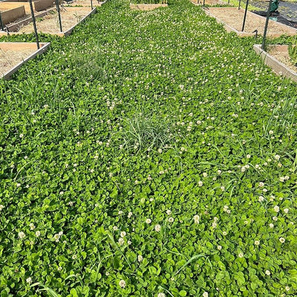 Micro Clover Seed for Lawn - 25 Lb Bulk - ~10 Million Microclover Seeds for Planting - Drought-Tolerant Mini Grass Alternative by Mountain Valley Seed Company