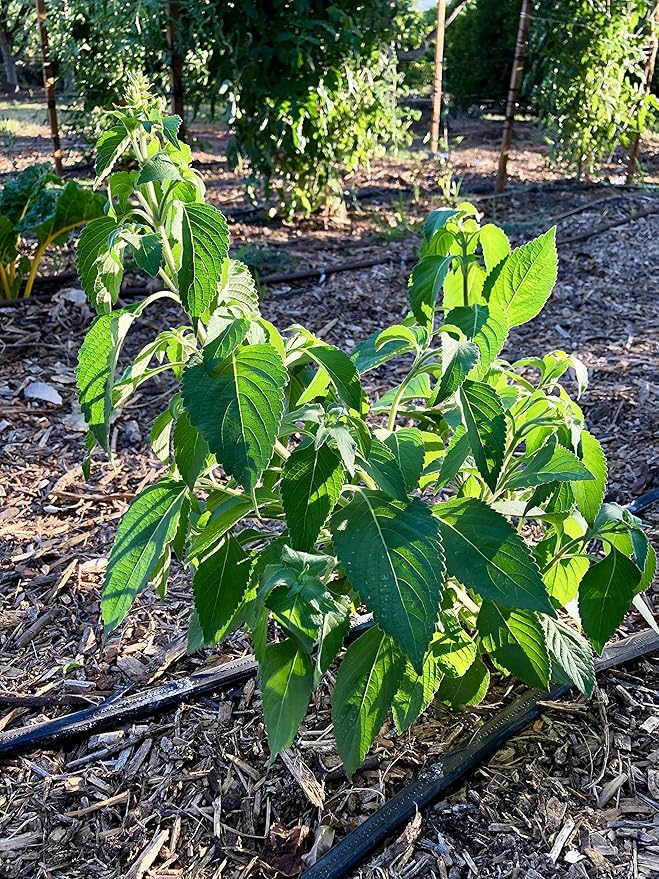 Plant Good Seed Clove/Van Holy Basil Seeds for Planting: Vana Tulsi Tea, Emerald Green Leaves - 200 Seed Packet