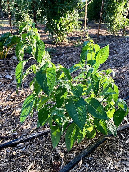 Plant Good Seed Clove/Van Holy Basil Seeds for Planting: Vana Tulsi Tea, Emerald Green Leaves - 200 Seed Packet