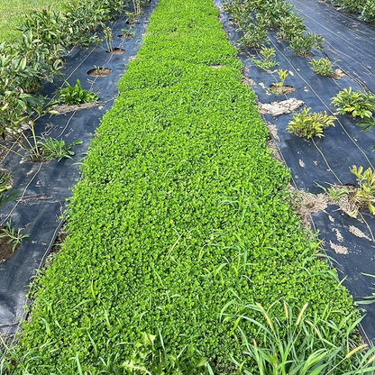 Micro Clover Seed for Lawn - 1 Oz - ~25,000 Microclover Seeds for Planting - Drought-Tolerant Mini Grass Alternative by Mountain Valley Seed Company