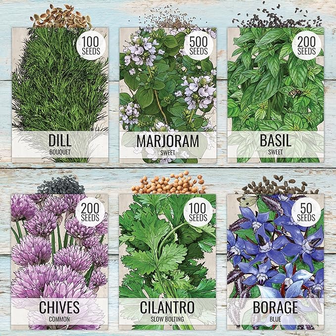 Seed Needs Herb Seeds Variety Pack Culinary Herb Collection (12 Individual Packets for Planting Indoors or Outdoors) Grow Your Own Herb Garden - Heirloom, Non-GMO