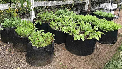 EnRoot Products LLC RootEase 5-Pack Garden Planting Fabric Pot, Heavy Duty Durable Grow Bags/Planter, Raised Bed Gardening, Best Eco-Friendly Grow Bags with Sturdy Handles (3 Gallon, Pink)