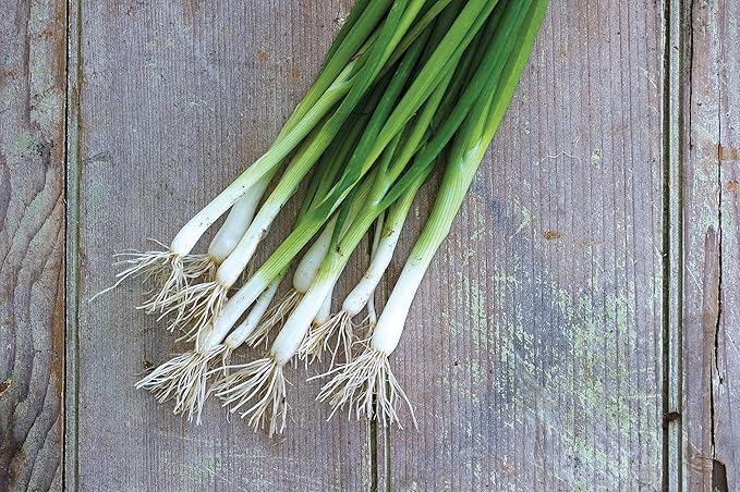 Burpee Evergreen Long White Bunching Onion Seeds 2000 seeds