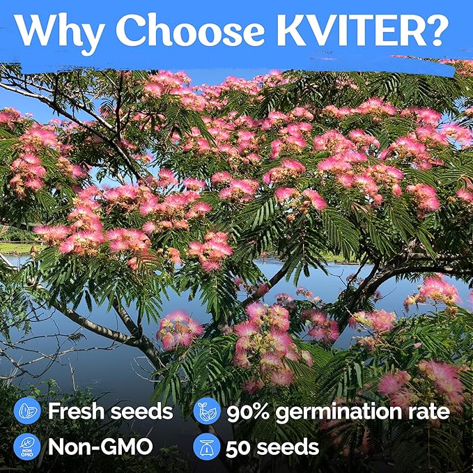 KVITER 50 Mimosa Silk Tree Seeds (Albizia Julibrissin) – Pink Flowering Trees, Fragrant Blooms & Pollinator Magnet, Non-GMO – Great Both as Bonsai Tree Seeds for Indoor Garden & Outdoor Landscape