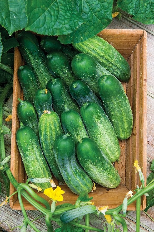 Burpee Fresh Pickles Pickling Cucumber Seeds 20 seeds