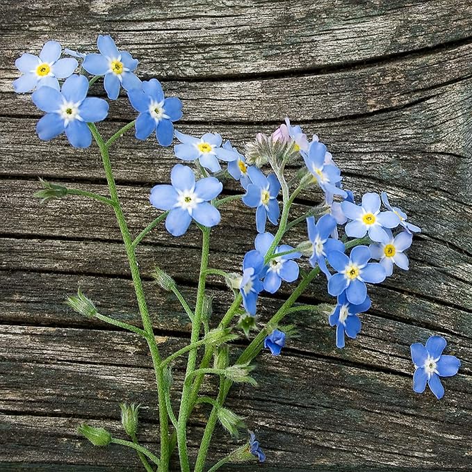 Seed Needs, Set of 20 Forget-Me-Not Remembrance Seed Packet Favors (Packets are Already Filled) Great for Memorials, Funerals, Special Events or Baby Showers