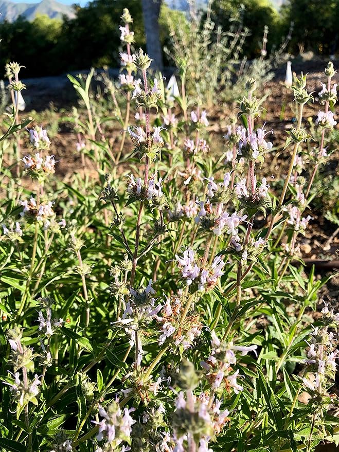 Plant Good Seed Organic Black Sage Seeds for Planting: California Native Plant, Aromatic Dark Green Leaves - 100 Seed Packet