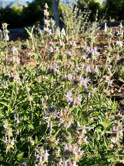 Plant Good Seed Organic Black Sage Seeds for Planting: California Native Plant, Aromatic Dark Green Leaves - 100 Seed Packet
