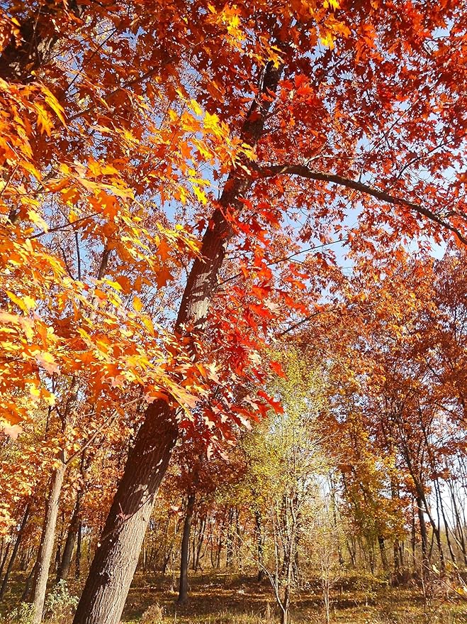 TomorrowSeeds - Red Oak Tree Seeds - 5+ Count - for 2026 Planting Quercus Rubra Borealis American Leaf Purple Maple Northern Virginia Birch Beech Acorn Landscape Trees Perennial Grow Your Own Home