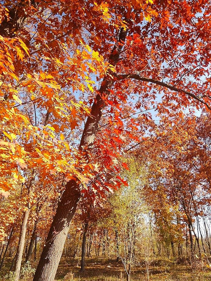 TomorrowSeeds - Red Oak Tree Seeds - 5+ Count - for 2026 Planting Quercus Rubra Borealis American Leaf Purple Maple Northern Virginia Birch Beech Acorn Landscape Trees Perennial Grow Your Own Home