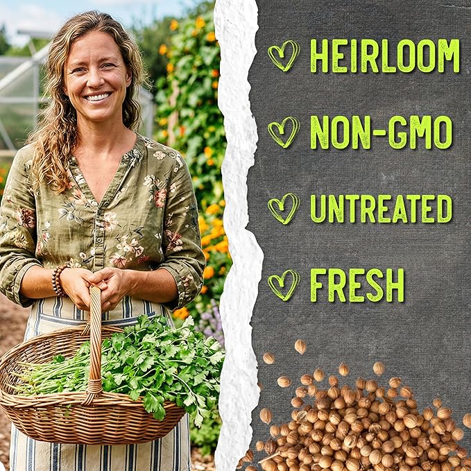 Seed Needs Cilantro Seeds for Planting Coriander Kitchen Herbs - Non-GMO Heirloom & Untreated - Grow a Home Grown Herb Garden Indoors or Outdoors (5 Packs)