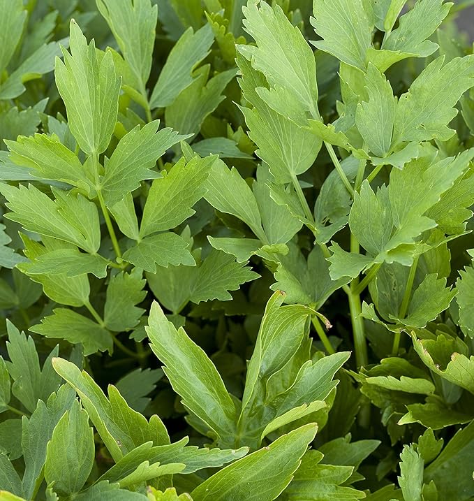 Outsidepride Lovage Vegetable Seeds - 2000 Pcs. Perennial, Easy to Grow & Drought-Tolerant, Herb Seeds for Planting Edible & Vibrant Yellow-Green Blooms, Great for Xeriscaping & Pollinator Gardens