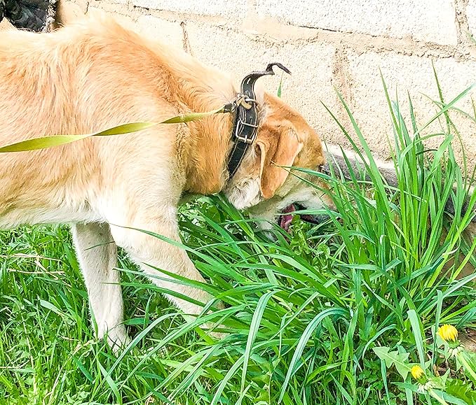 Seeds Grass for Dogs Non GMO Heirloom 1500 Seeds