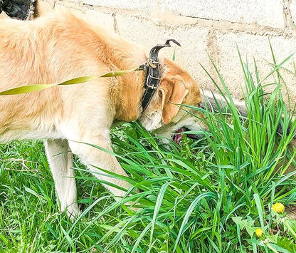 Seeds Grass for Dogs Non GMO Heirloom 1500 Seeds