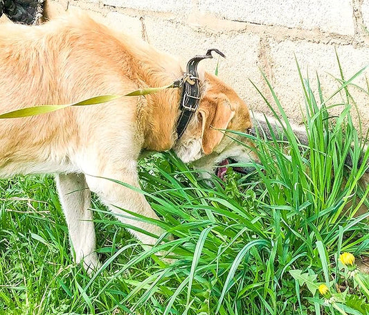 Seeds Grass for Dogs Non GMO Heirloom 1500 Seeds