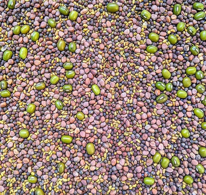 Variety Pack Sprouting Seeds Broccoli, Alfalfa, Radish, Mung beans & Salad Mix for Sprouts and Microgreens. Non-GMO. Pack of 10 premeasured seeds for quart size jars or trays. Includes 2 packs of each