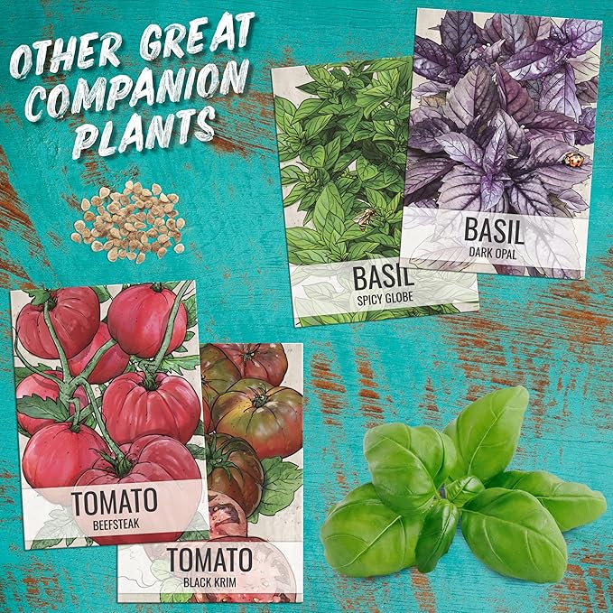 Seed Needs Basil Seeds for Planting Italian Large Leaf Herbs - Non-GMO Heirloom & Untreated - Grow an Indoor or Outdoor Home Grown Herb Garden (2 Packs)