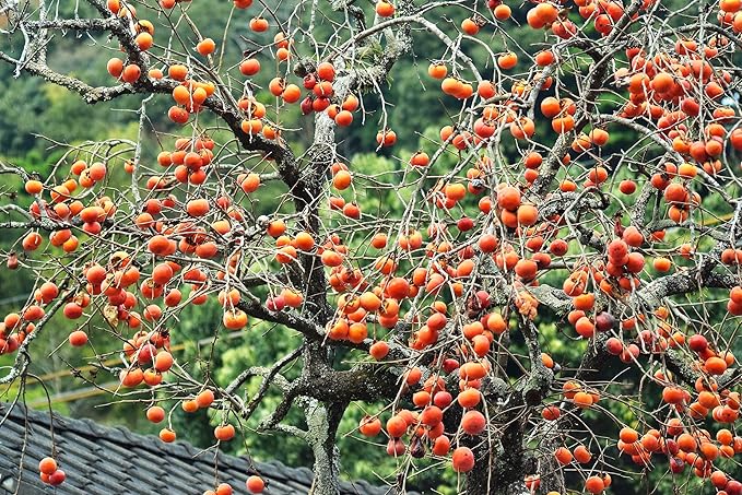 TomorrowSeeds - Japanese Persimmon Tree Seeds - 30+ Count - for 2026 Planting Diospyros Kaki Fuyu Hachiya Asian Chinese Oriental Sharon Perennial Fruit Grow Your Own Home Farm Patio Healthy