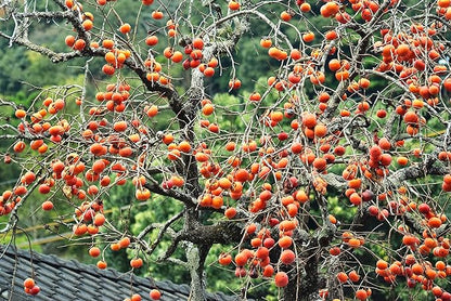 TomorrowSeeds - Japanese Persimmon Tree Seeds - 30+ Count - for 2026 Planting Diospyros Kaki Fuyu Hachiya Asian Chinese Oriental Sharon Perennial Fruit Grow Your Own Home Farm Patio Healthy
