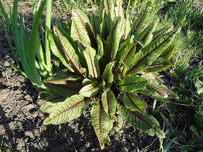 Seeds Herb Sorrel Bloody Dock Red Veined - 100 Seeds