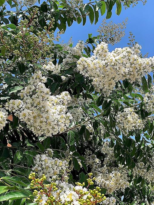Crape Myrtle & All Flowering Trees Desert Willow Mimosa Orchid Tree Indoor Outdoor Container Grown Granular Fertilizer NutriStar (15 lb.)