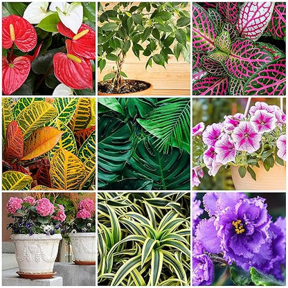 The Old Farmer's Almanac Houseplant & Flower Plant Food Mini Spikes - NPK 5-5-5 for Continuous Feeding and Vibrant Colors (72 Mini Spikes)
