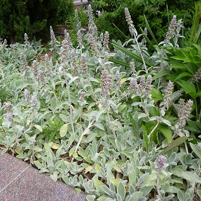 Outsidepride Stachys Byzantina Lamb's Ear Seeds - 2000 Pcs Perennial Flower Seeds for Planting Velvet-Textured Silvery Foliage & Vibrant Blooms for Ground Cover & Pollinator Gardens